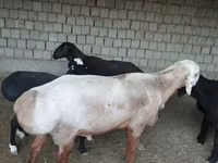 كبش, Edilbay sheep — الصورة 1