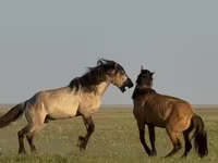 Hengst, Bashkir horse — Foto 3