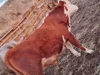Bulle, Simmental cattle — Foto 5