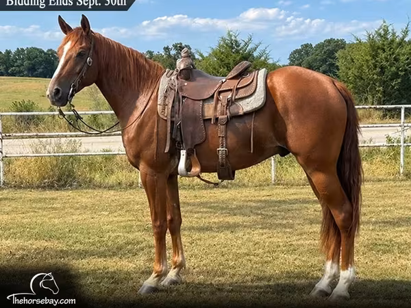 Horse (M), Missouri foxtrotter