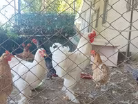 براهما — الصورة 8