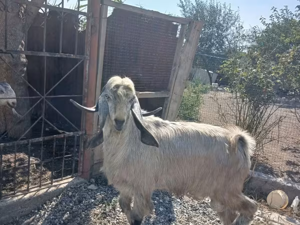 Billy Goat, Damask goat