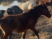 Caballo, Mugalzhar horse — foto 3
