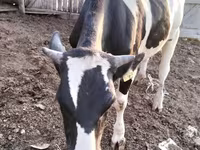 Bulle, Simmental cattle — Foto 3
