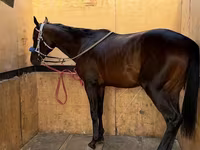 Hengst, Thoroughbred horse — Foto 3