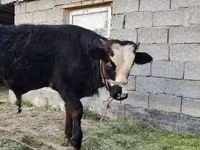 Toro, Simmental cattle — foto 3