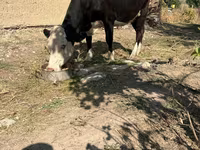 Kuh, Latvian Blue cattle — Foto 2