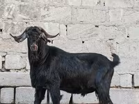 Billy Goat, Anatolian Black goats — photo 4