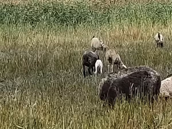 भेड़, Romanov sheep