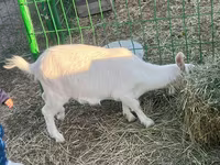 عنزة, Saanen goat — الصورة 3