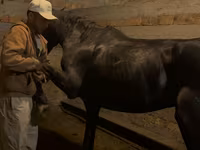 公马, Russian warmblood — 照片 3