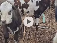 Bulle, Simmental cattle — Foto 3