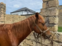 Caballos (lote, sexo no especificado), Caballos — foto 3