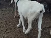عنزة, Alpine goat — الصورة 3