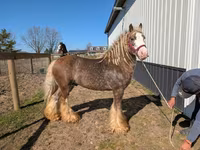 حصان, Gypsy horse — الصورة 8