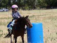 Horse (M), Pinto horses — photo 3