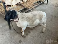 Carnero, Dorper sheep — foto 5