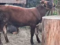 सांड, मवेशी — फ़ोटो 4