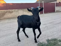 تيس, Murcia-Granada goats — الصورة 3