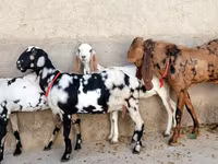 Cabra, Cabras — foto 1