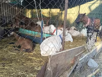 Cabra, Saanen goat — foto 2
