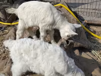 Ziegenbock, Saanen goat — Foto 4