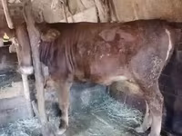 Kuh, Swiss cattle — Foto 2
