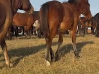 Caballo, Mugalzhar horse — foto 6