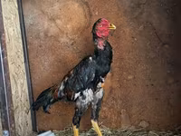 Chickens — photo 1