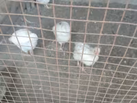 Chickens — الصورة 1