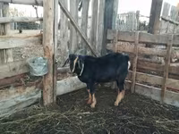 Carnero, Romanov sheep — foto 5