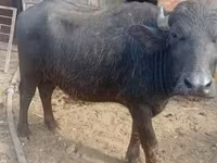 Kuh, Afrikanischer Büffel — Foto 2