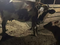 母牛, Swiss cattle — 照片 3
