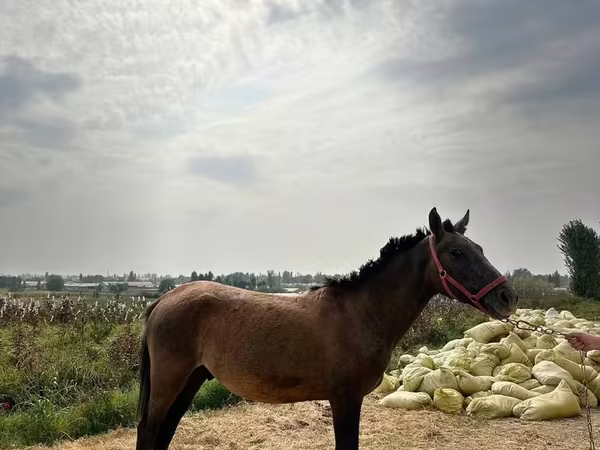 Лошади (партия, пол не указан), Кыргызская лошадь