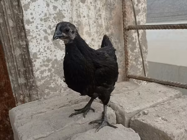 爪哇黑鸡