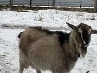 Goat, Alpine goat — photo 4