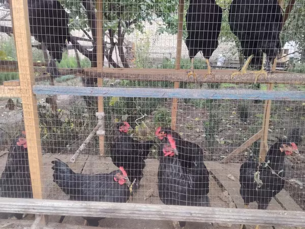 Chickens