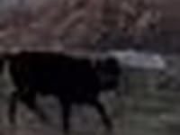 ثور, Swedish red cattle — الصورة 5