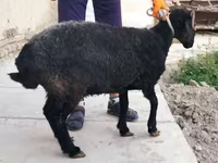 Sheep, Arabi sheep — photo 4