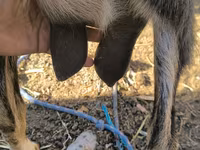 Goat, Goats — photo 2