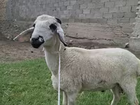 Ram, Blackheaded Persian sheep — photo 2