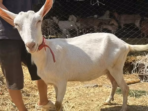 Коза, Зааненская коза