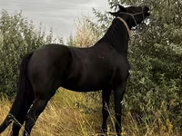 母马, Friesian — 照片 4