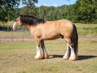 公马, Gypsy horse — 照片 6