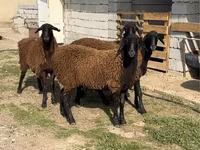 公羊, Sheep — 照片 2
