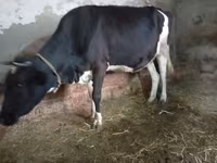 Cow, Russian Black pied cattle — photo 3