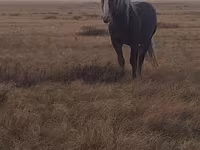 Caballo, Altai horse — foto 5