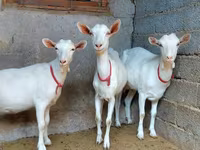 Cabra, Saanen goat — foto 2