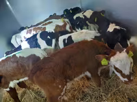 सांड, Simmental cattle — फ़ोटो 1