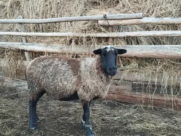 Carnero, Romanov sheep